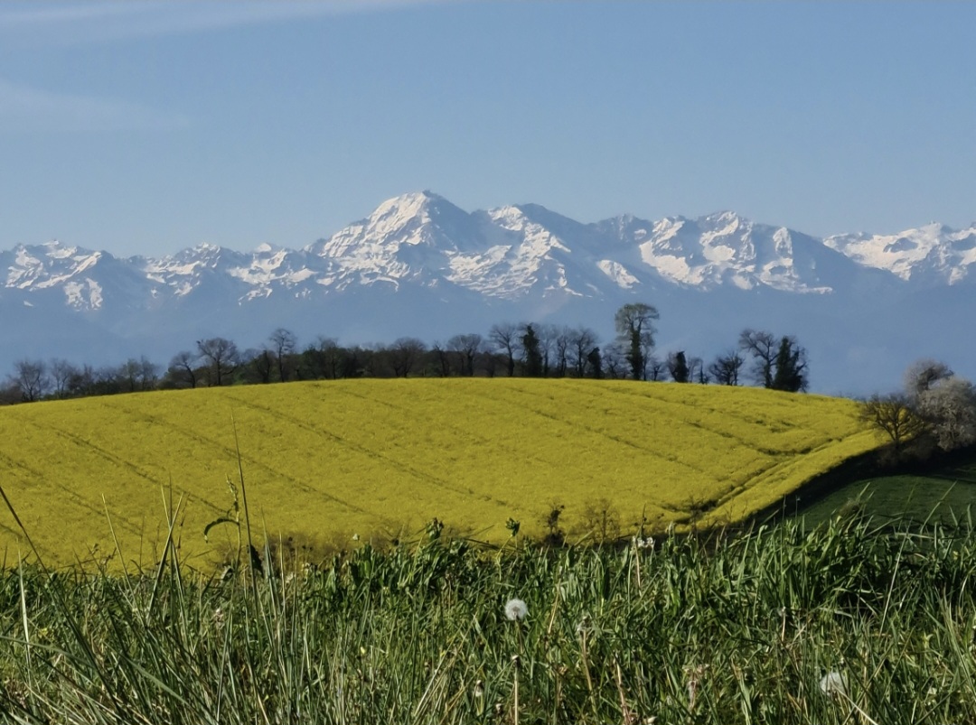 Champ de colza et Pyrénées enneigées, dans le Sud-Ouest